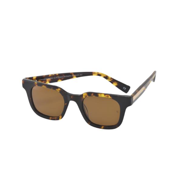 TC Kim Tortoise